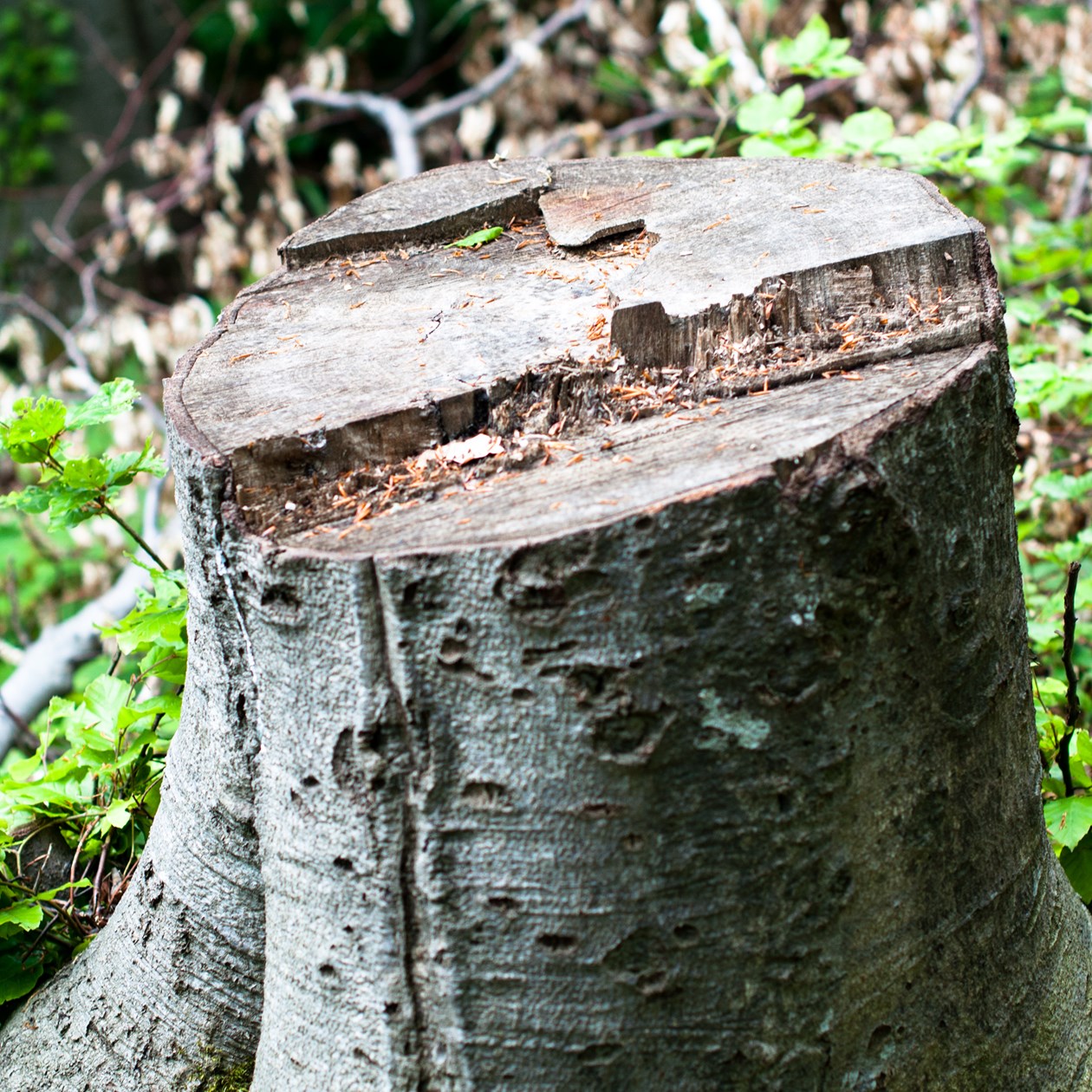 Træstub i skovbund