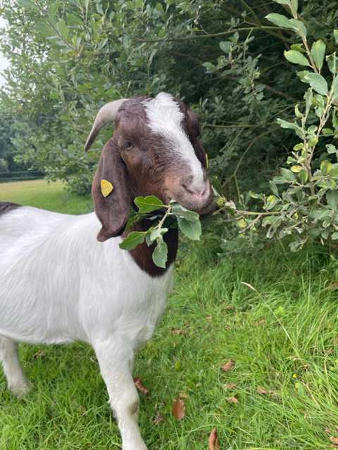 En ged der spiser af en hæk