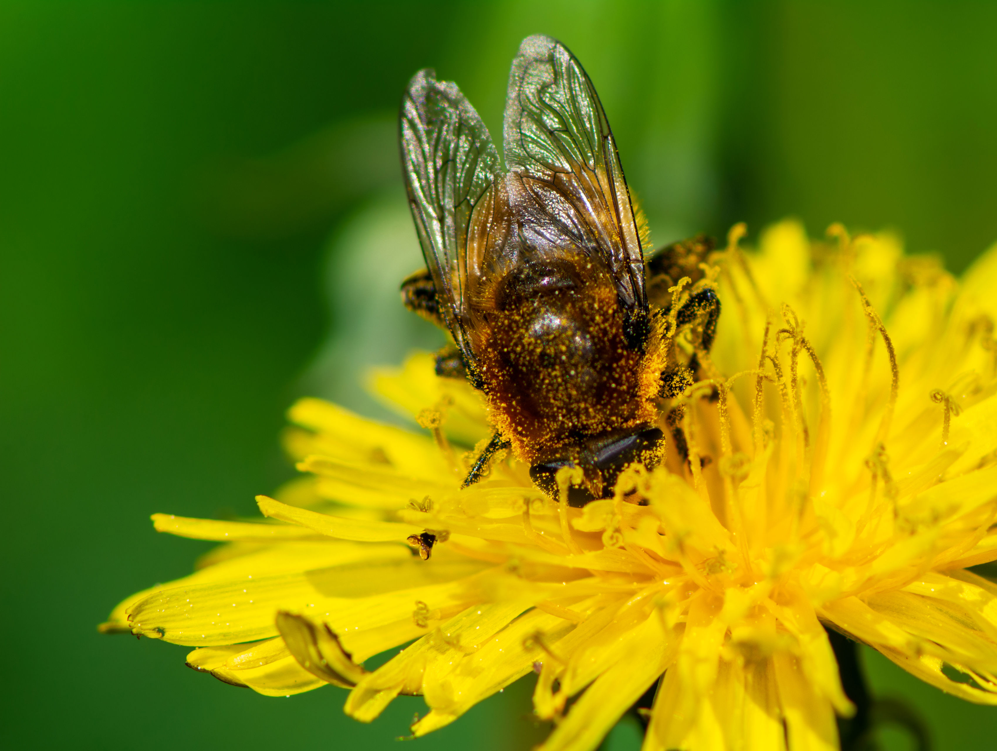 Bi sidder i mælkebøtte