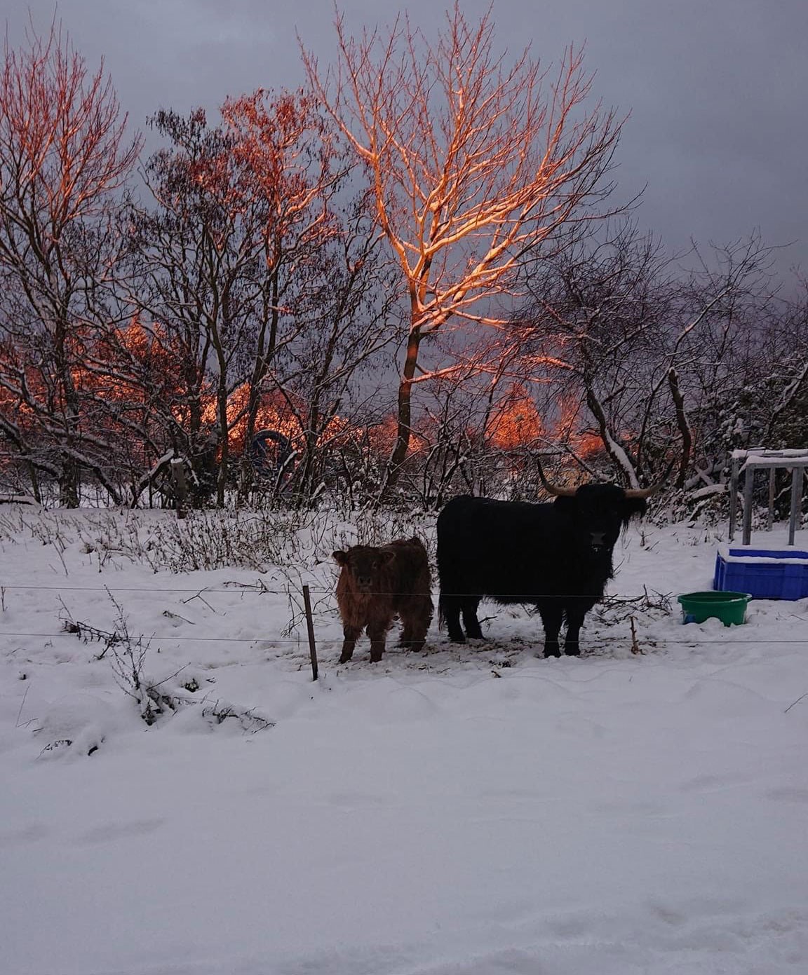 Kvæg på en mark med sne i Hjulby