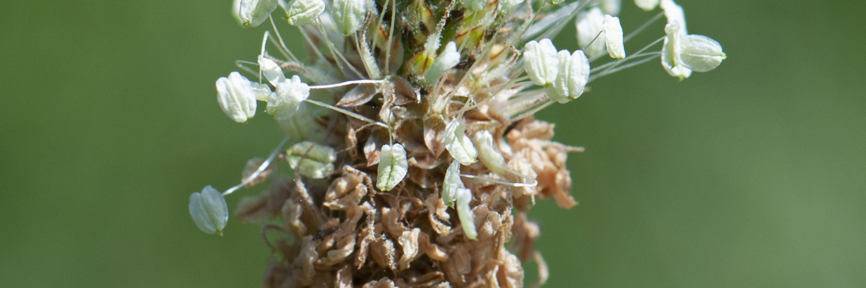 Blomst