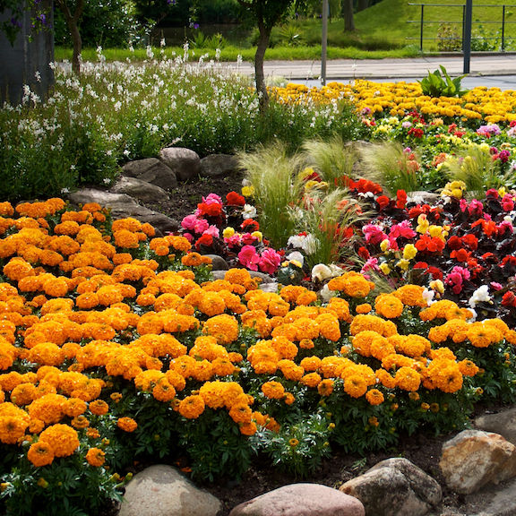 Smukt blomsterbed i Nyborg