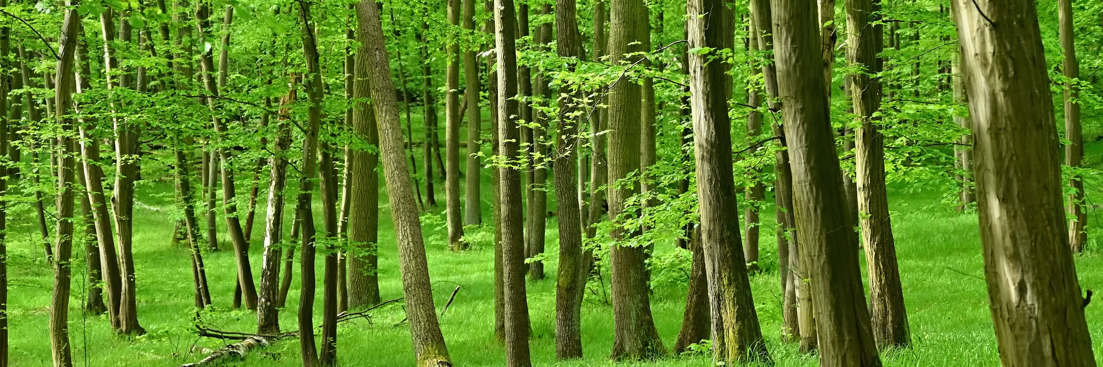Forårsgrøn bøgeskov