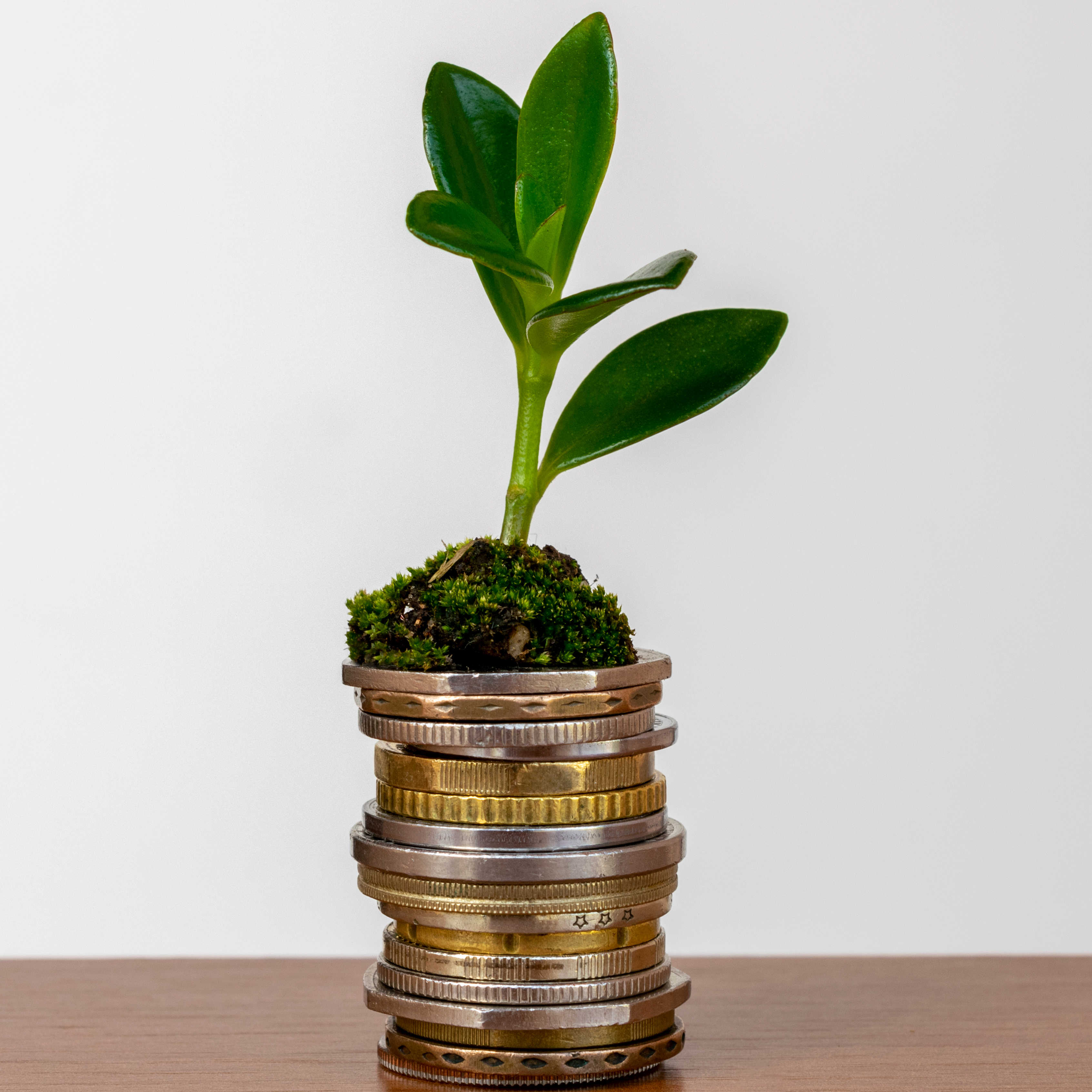 Grøn plante på toppen af en bunke mønter