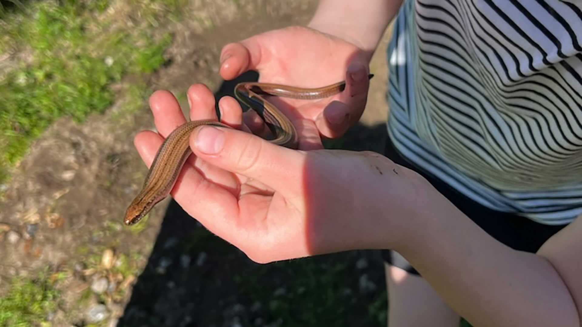Hænder der holder en sno