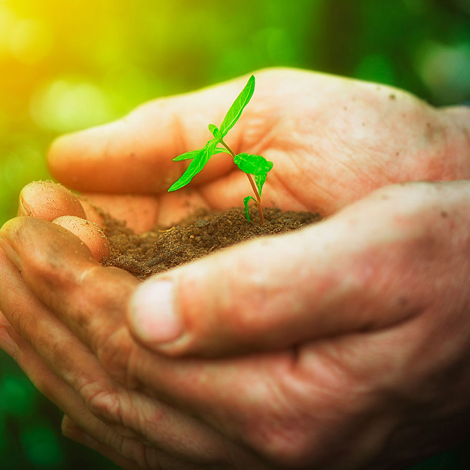Hænder der holder en plante