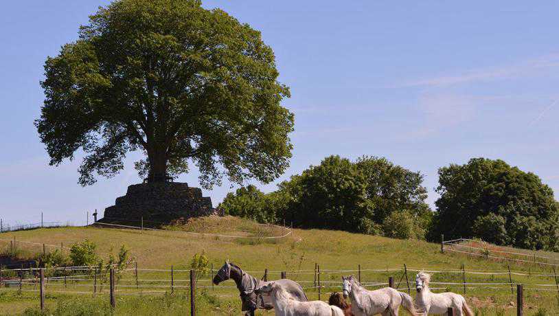 Degnens Høj med heste i forgrunden