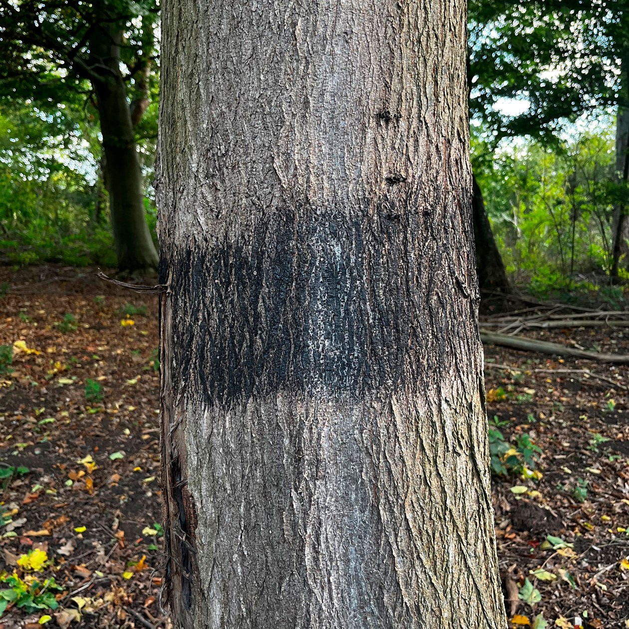Træ med brænding