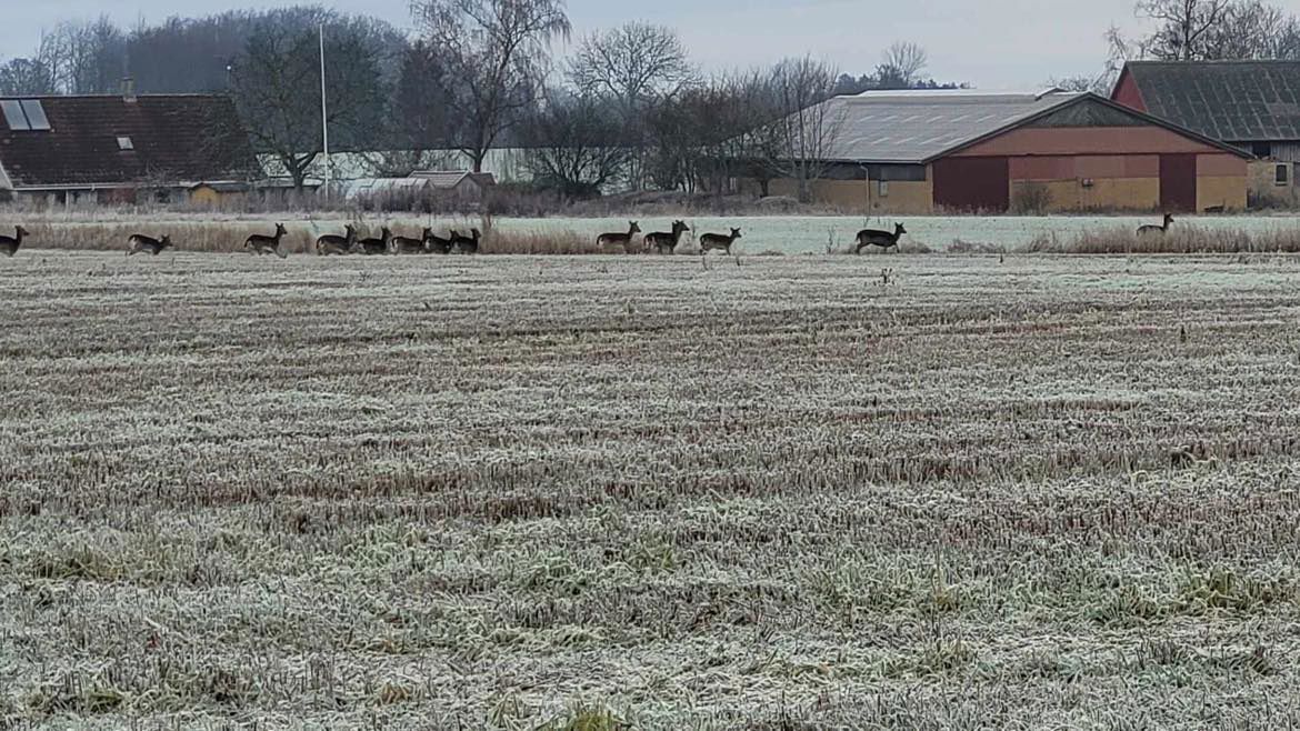 Rådyr på en mark i Ellested