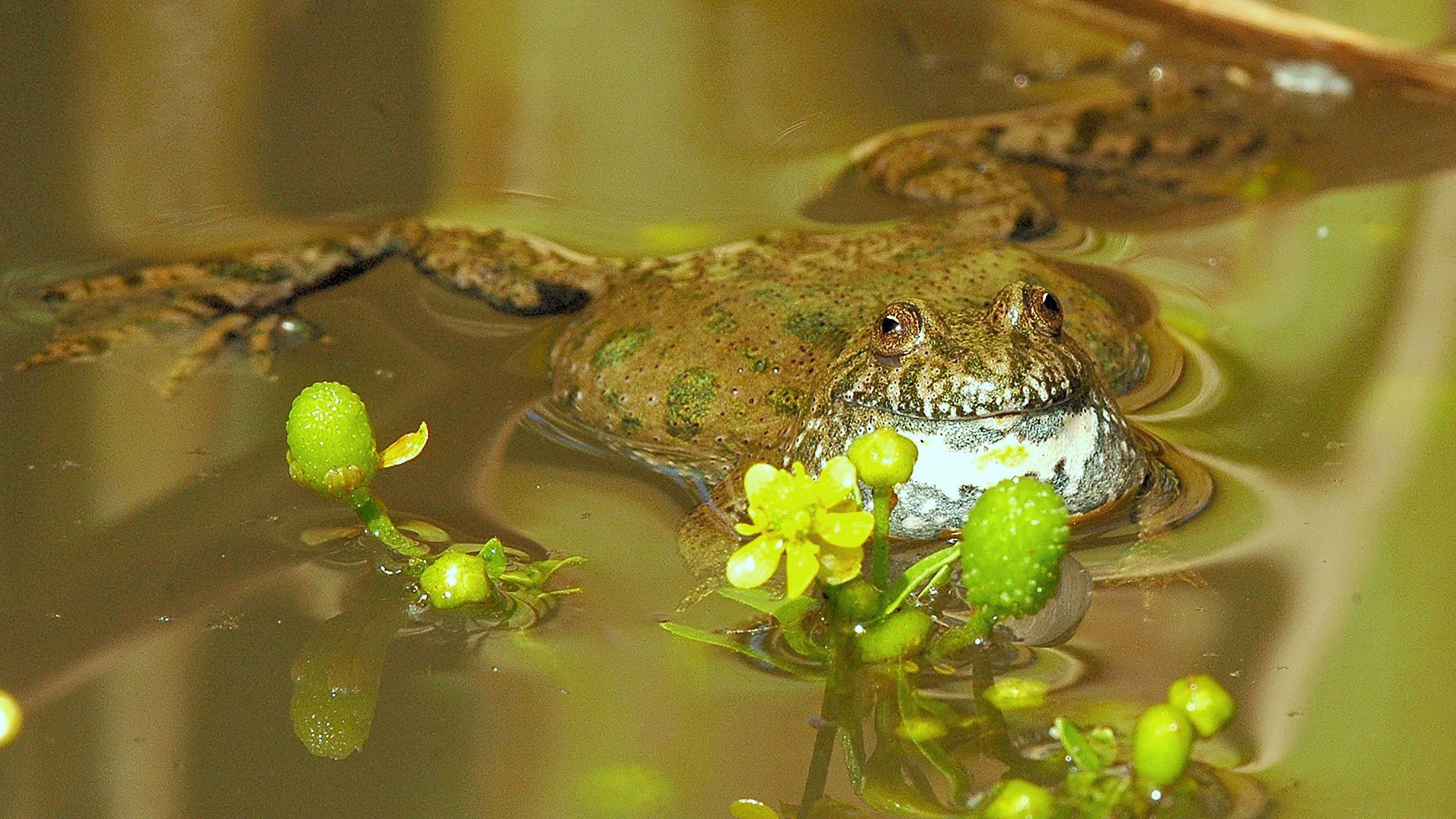 Klokkefrø der ligger i vandet