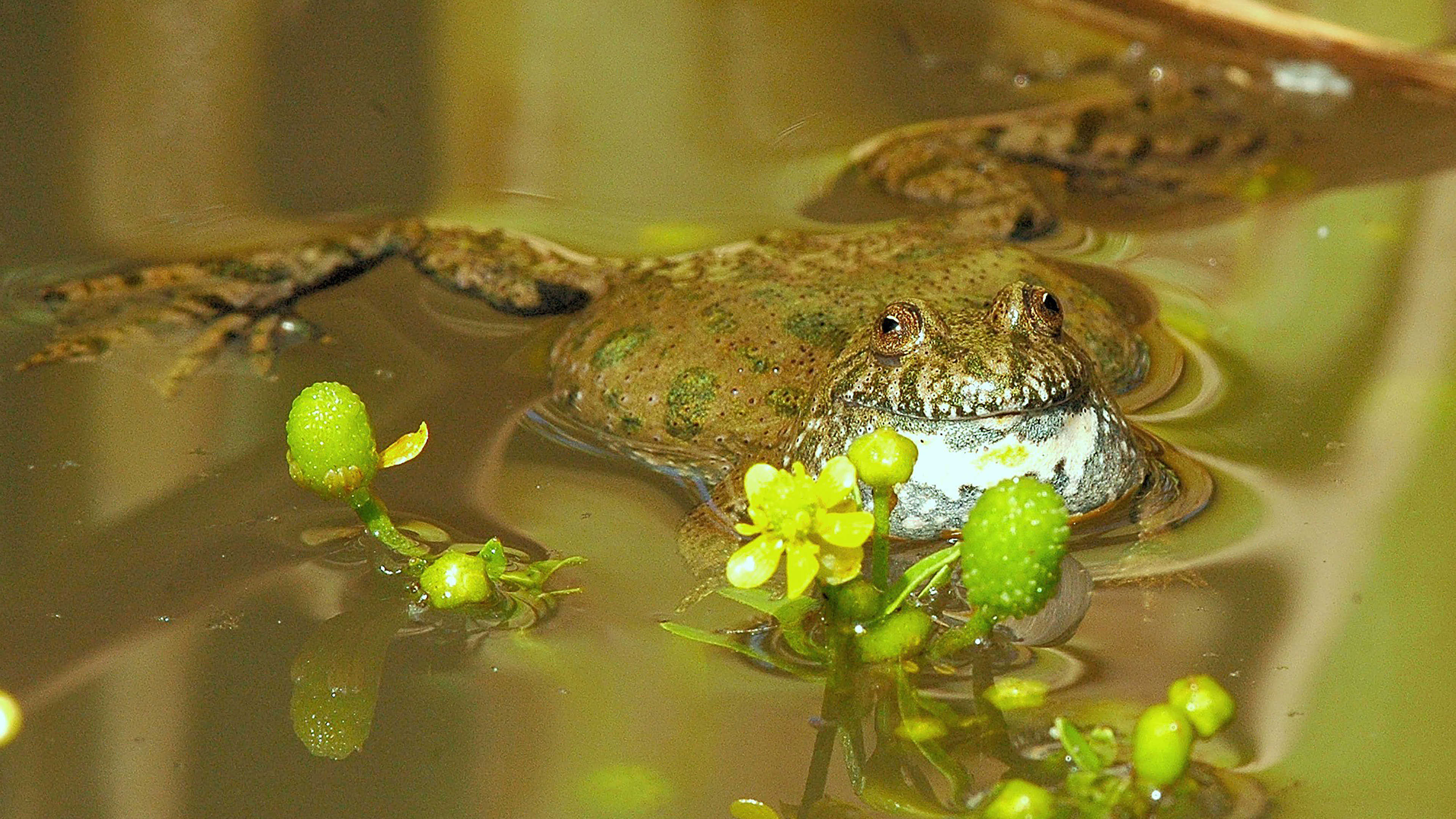 Klokkefrø der ligger i vandet