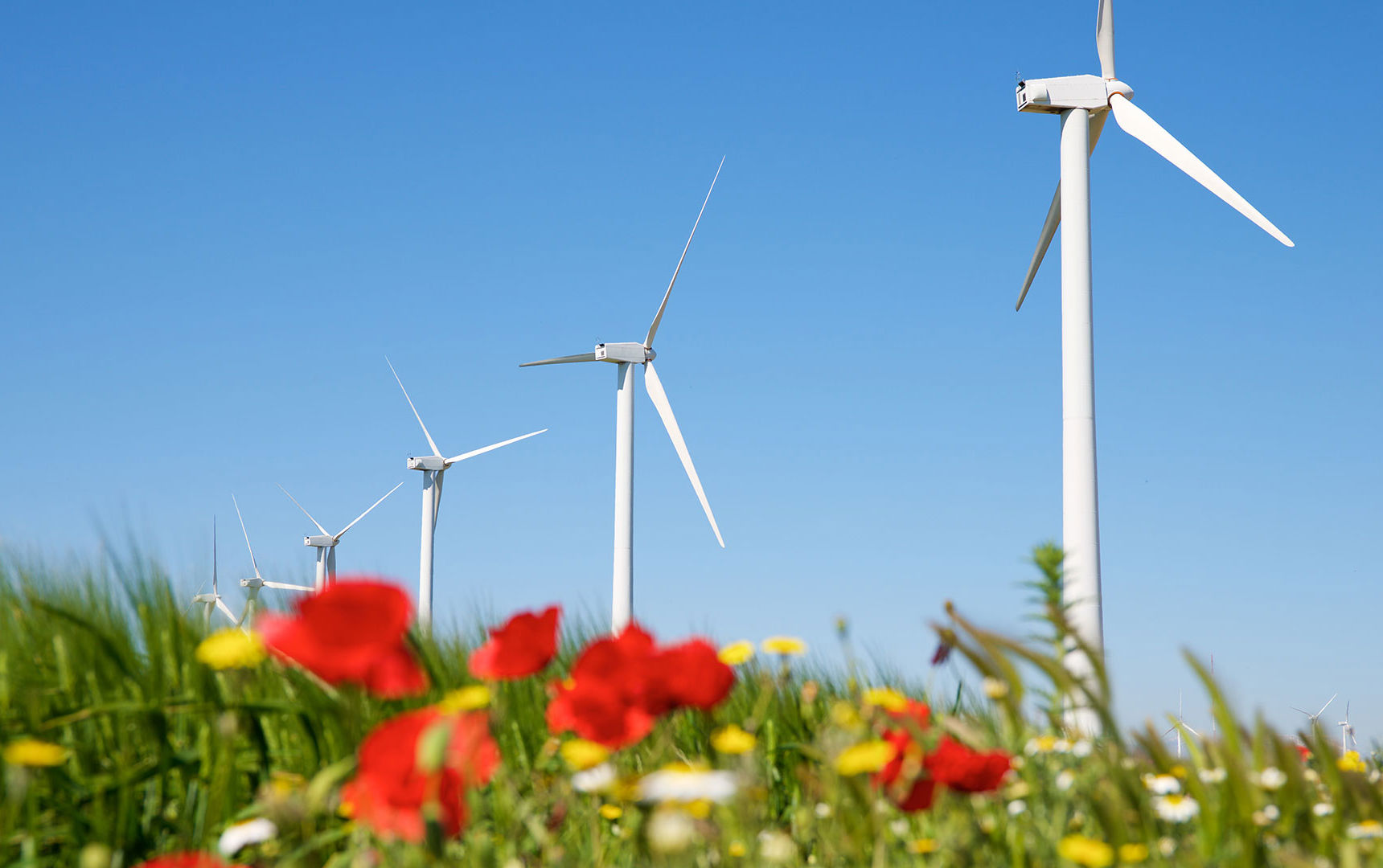 Vindmøller på en blomstermark