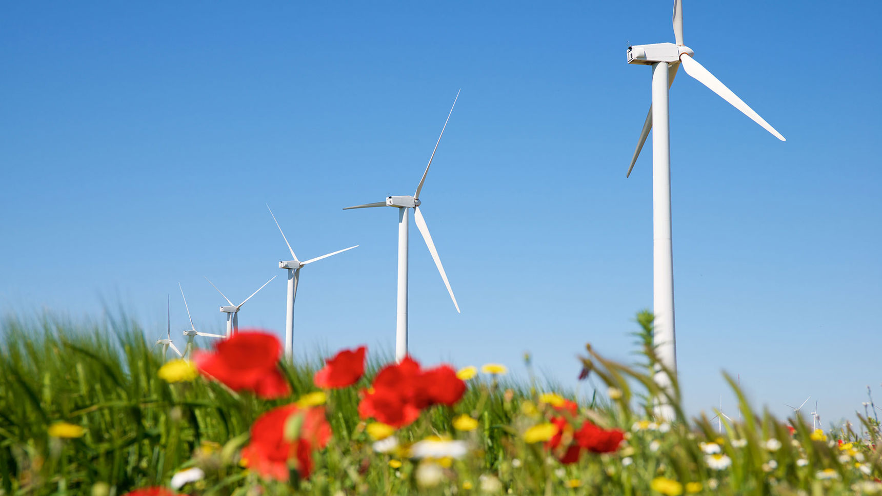 Vindmøller på en blomstermark