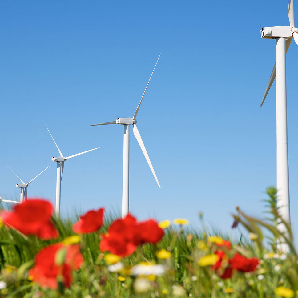 Vindmøller på en blomstermark