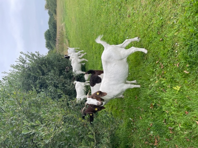 En masse geder der spiser på en mark