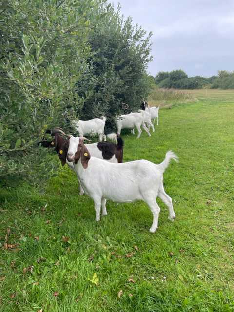 En masse geder der spiser på en mark