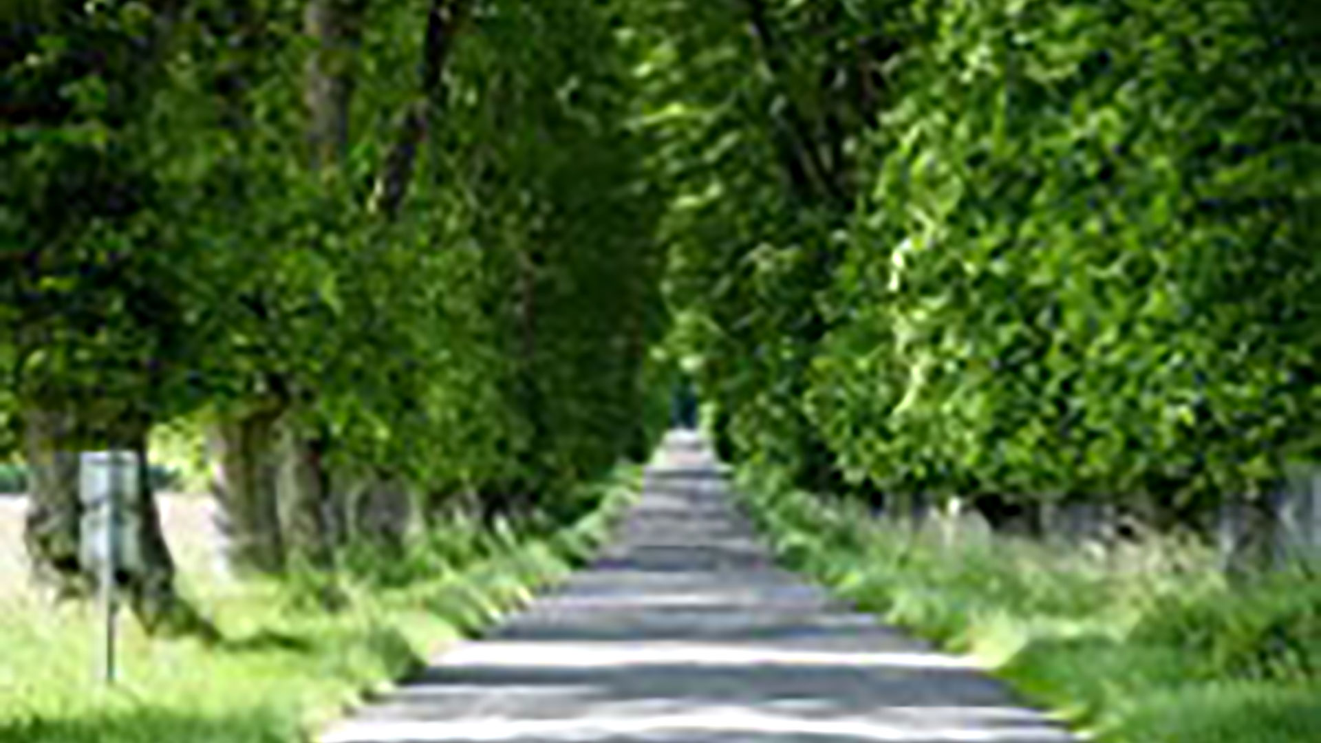 Vej med allé af træer