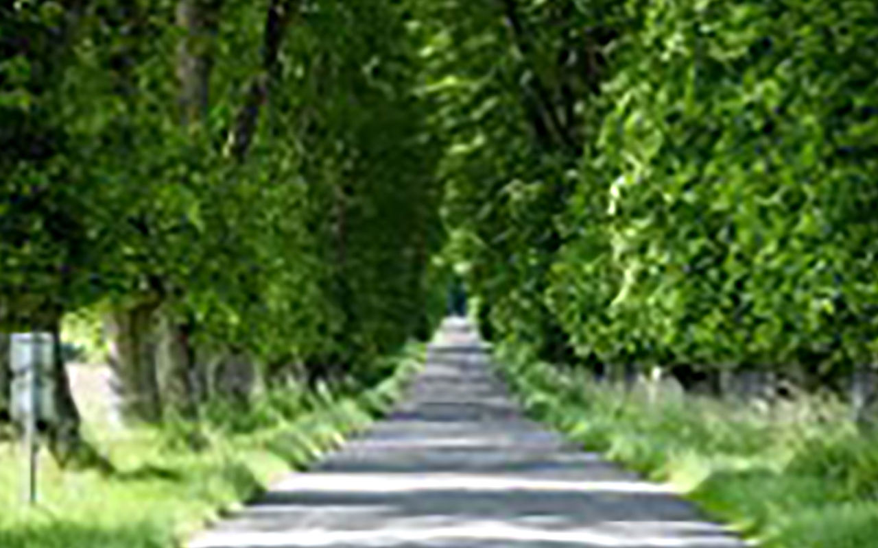 Vej med allé af træer