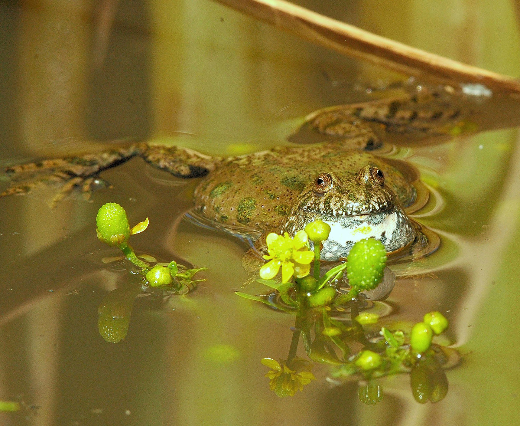 Klokkefrø der ligger i vandet