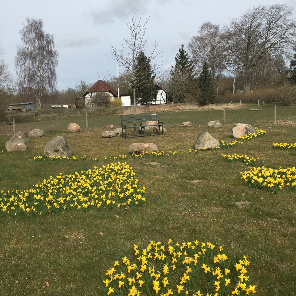 Påskeliljer på grønt område i Hjulby