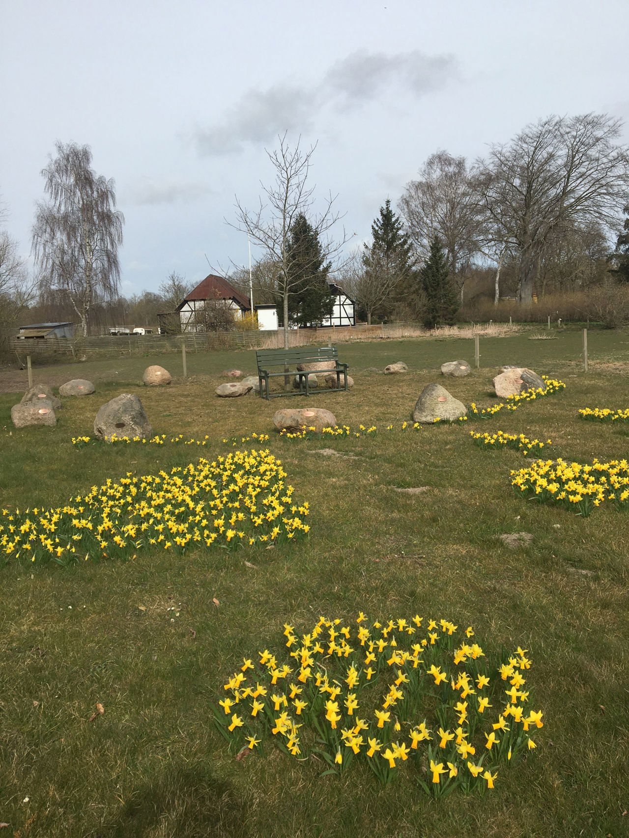 Påskeliljer på grønt område i Hjulby