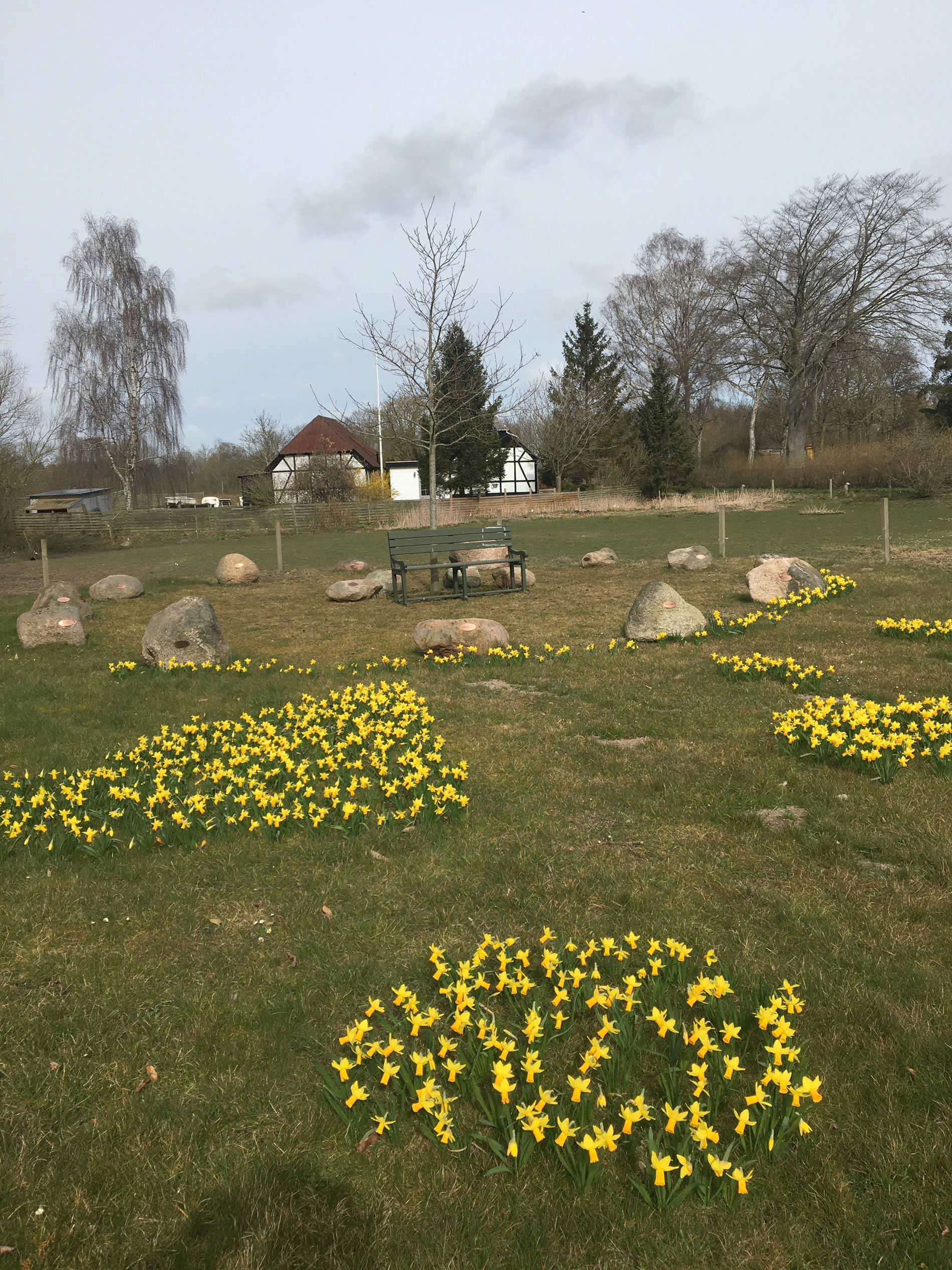Påskeliljer på grønt område i Hjulby