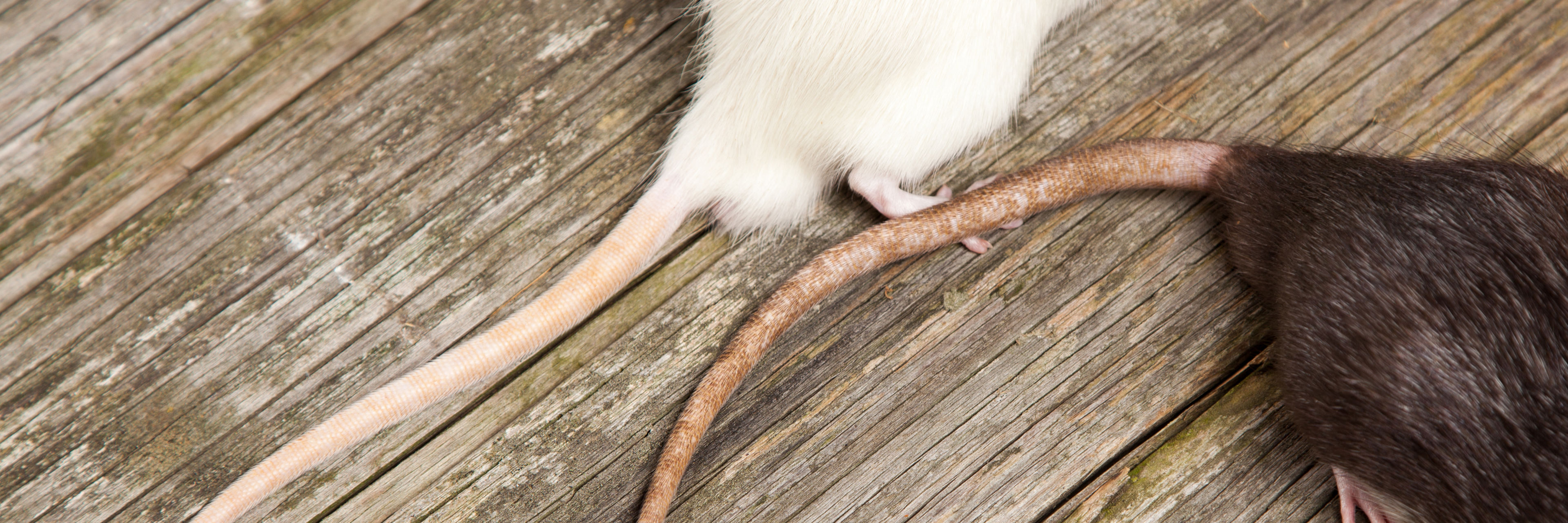 Rottehaler på to rotter