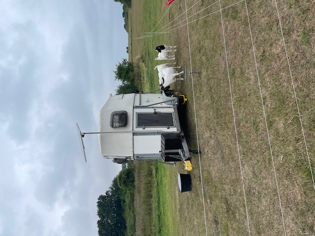 Geder på en mark der går omkring en arbejdstrailer