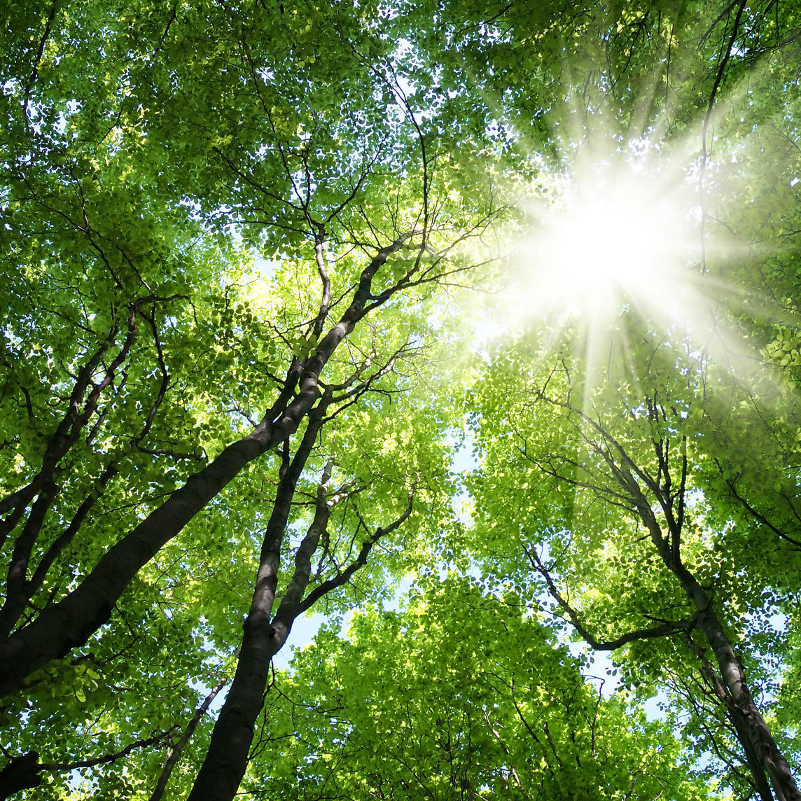 Træer i skoven set i frøperspektiv mod himlen