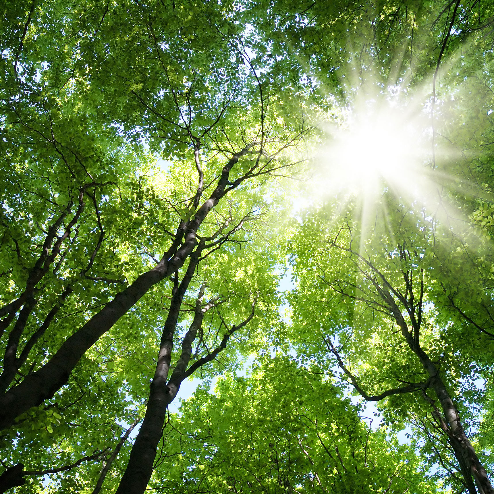 Træer i skoven set i frøperspektiv mod himlen