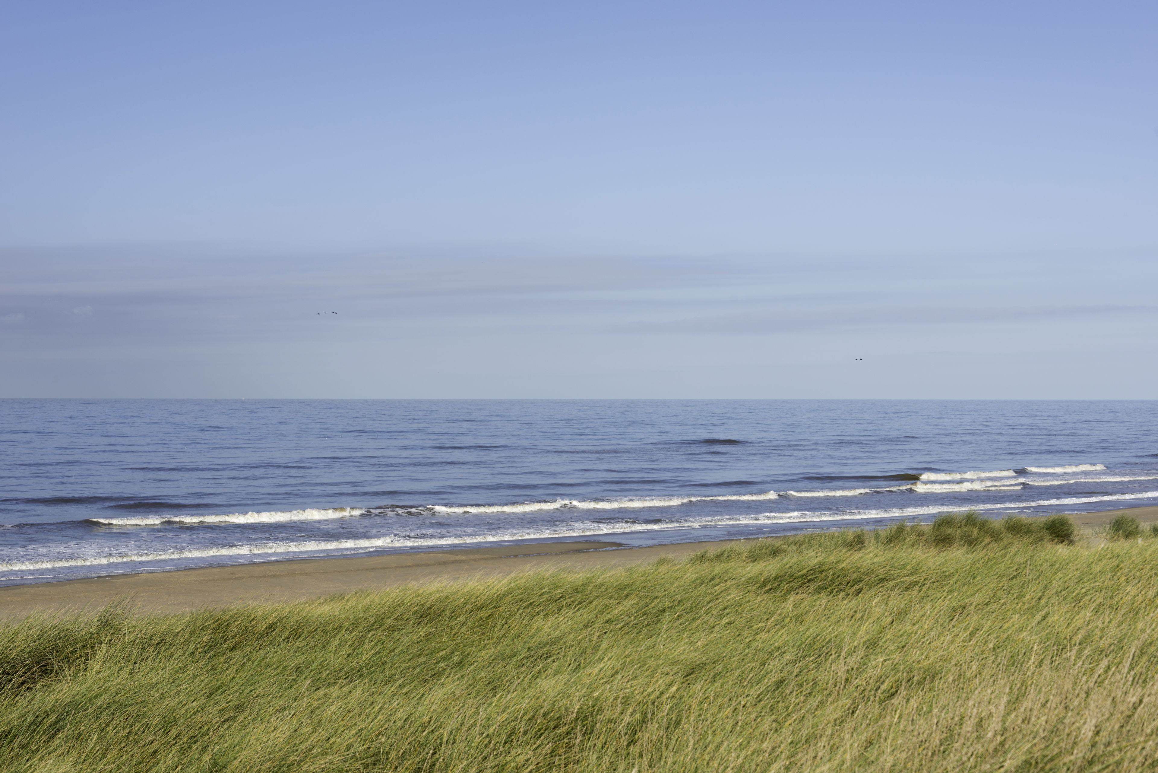 Græs på strand