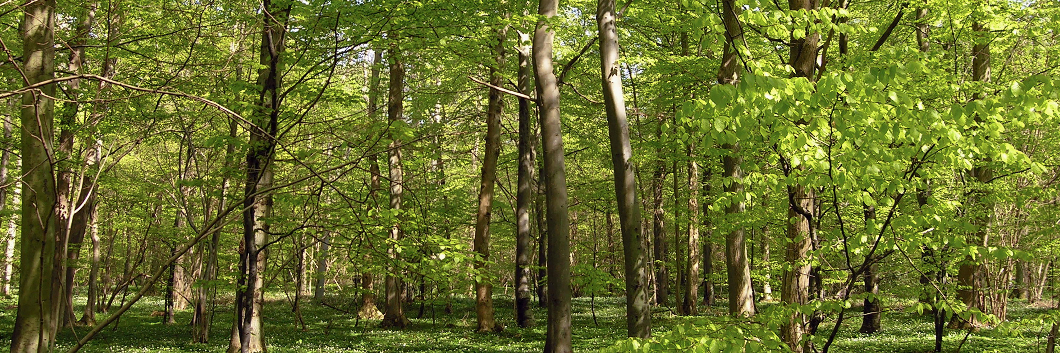 Træer i skov